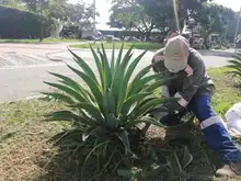 Siembra y restauración de zonas verdes en nuestra amada Cali 
