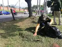 Siembra y restauración de zonas verdes en nuestra amada Cali 