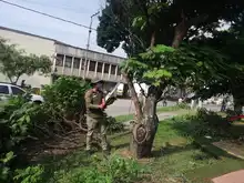Siembra y restauración de zonas verdes en nuestra amada Cali 