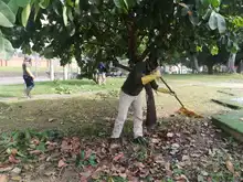 Siembra y restauración de zonas verdes en nuestra amada Cali 