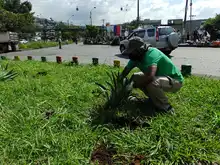 Siembra y restauración de zonas verdes en nuestra amada Cali 