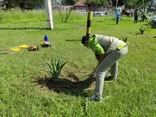 Siembra y restauración de zonas verdes en nuestra amada Cali 