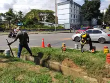 Siembra y restauración de zonas verdes en nuestra amada Cali 