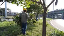 Dagma recupera corredor arbóreo del Puente de los Mil Días