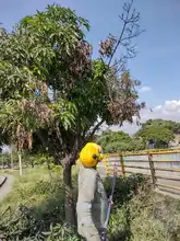 Dagma recupera corredor arbóreo del Puente de los Mil Días