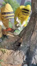 Rescatan reina en el norte de Cali