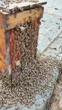 Rescatan reina en el norte de Cali