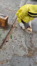 Rescatan reina en el norte de Cali