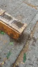 Rescatan reina en el norte de Cali