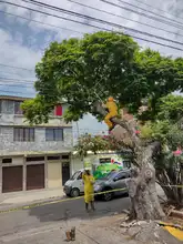 Rescatan reina en el norte de Cali