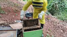 Rescatan reina en el norte de Cali