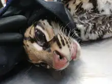 Ocelote llevado al Hogar de Paso presenta buenas condiciones de salud