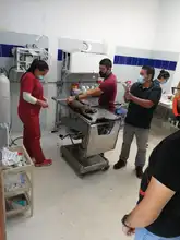 Ocelote llevado al Hogar de Paso presenta buenas condiciones de salud