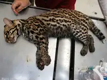 Ocelote llevado al Hogar de Paso presenta buenas condiciones de salud