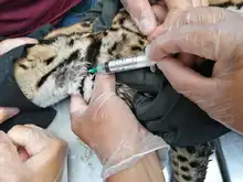 Ocelote llevado al Hogar de Paso presenta buenas condiciones de salud