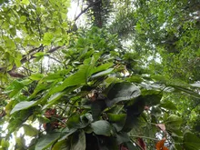 Los bosques tropicales, esenciales para la vida en la Tierra