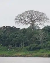 Los bosques tropicales, esenciales para la vida en la Tierra