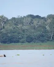 Los bosques tropicales, esenciales para la vida en la Tierra