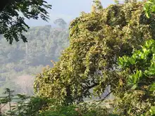 Los bosques tropicales, esenciales para la vida en la Tierra
