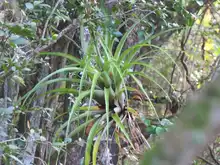 Los bosques tropicales, esenciales para la vida en la Tierra