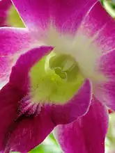 Nuestras Orquídeas, muestra espontánea de “joyería” vegetal silvestre