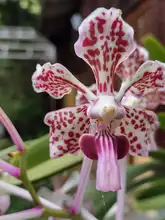 Nuestras Orquídeas, muestra espontánea de “joyería” vegetal silvestre