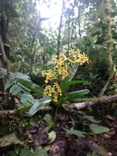 Nuestras Orquídeas, muestra espontánea de “joyería” vegetal silvestre