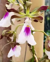 Nuestras Orquídeas, muestra espontánea de “joyería” vegetal silvestre