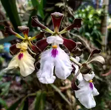Nuestras Orquídeas, muestra espontánea de “joyería” vegetal silvestre