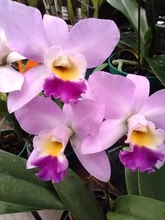Nuestras Orquídeas, muestra espontánea de “joyería” vegetal silvestre