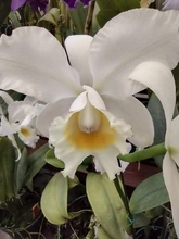 Nuestras Orquídeas, muestra espontánea de “joyería” vegetal silvestre