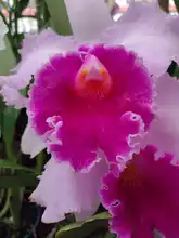 Nuestras Orquídeas, muestra espontánea de “joyería” vegetal silvestre