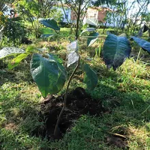 Restauratón ambiental en el Corazón de Pance