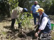 Art. 347 Infraestructura realizó compensación arbórea de la ampliación de la vía a Pance