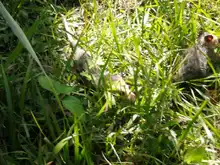 Dagma realizó liberación de especies silvestres rehabilitadas