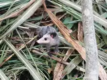 Dagma realizó liberación de especies silvestres rehabilitadas