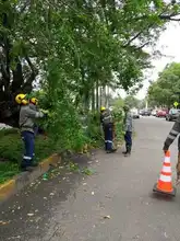 Dagma interviene corredores verdes de la ciudad