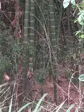 DAGMA y Policía Ambiental protegen la flora silvestre de Cali