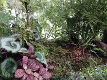 Servicios Ambientales Ofertados en la Zona Rural de Cali 