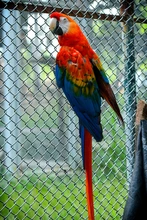 Guacamayas fueron reubicadas por el Dagma, en Cartagena 
