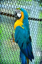 Guacamayas fueron reubicadas por el Dagma, en Cartagena 