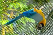 Guacamayas fueron reubicadas por el Dagma, en Cartagena 