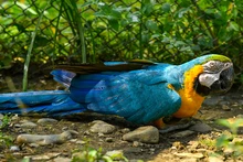 Guacamayas fueron reubicadas por el Dagma, en Cartagena 
