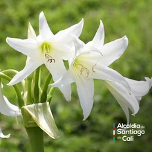 En el Día Nacional de la Vida Silvestre resaltamos la protección de la biodiversidad