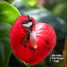 En el Día Nacional de la Vida Silvestre resaltamos la protección de la biodiversidad