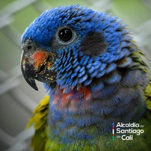 En el Día Nacional de la Vida Silvestre resaltamos la protección de la biodiversidad