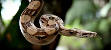 La fauna silvestre cuenta con un Hogar de Paso para su atención temporal