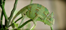 La fauna silvestre cuenta con un Hogar de Paso para su atención temporal
