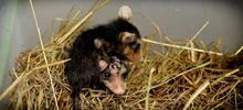 La fauna silvestre cuenta con un Hogar de Paso para su atención temporal