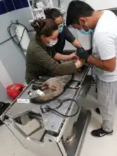 La fauna silvestre cuenta con un Hogar de Paso para su atención temporal